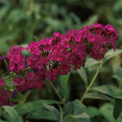 Buddleja Royal Red Butterfly Bush | ScotPlants Direct